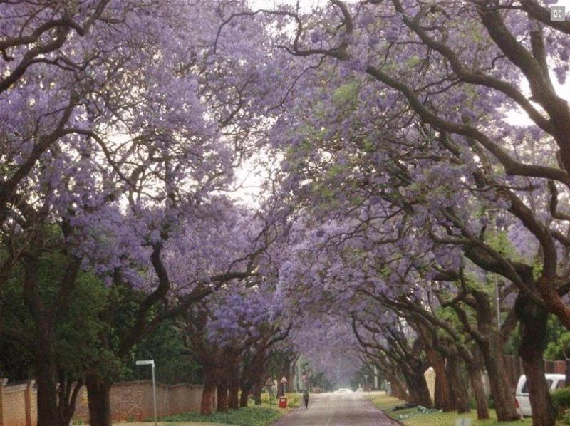 Pretoria-Noord 古迪尔斯宾馆酒店 外观 照片